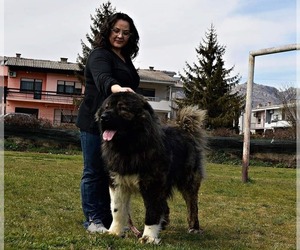Father of the Caucasian Shepherd Dog puppies born on 06/27/2021