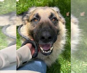 German Shepherd Dog Dogs for adoption in Woodland, CA, USA