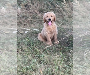 Goldendoodle Puppy for sale in BERESFORD, SD, USA