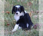Small #2 Miniature Bernedoodle