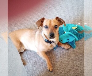 Chiweenie Puppy for sale in HAVERHILL, MA, USA