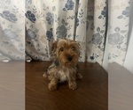 Small Photo #10 Yorkshire Terrier Puppy For Sale in DURHAM, CT, USA