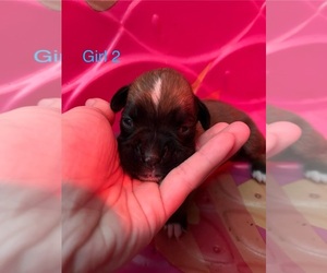 Boxer Puppy for sale in BLOOMINGTON, IL, USA