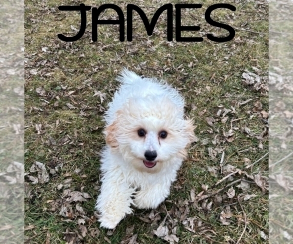 Medium Photo #3 Cavapoo (Miniature) Puppy For Sale in HARTLAND, MN, USA