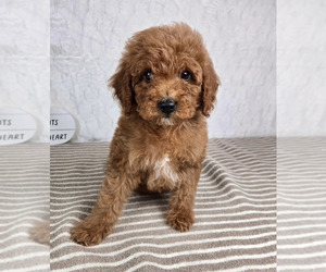 Cavapoo Puppy for sale in GREENFIELD, IN, USA