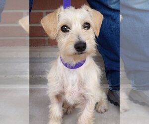 Cairn Terrier-Unknown Mix Dogs for adoption in Carrollton, TX, USA