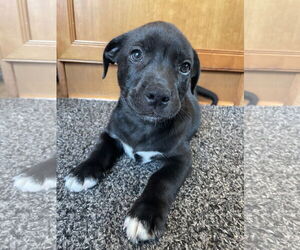 Medium Labrador Retriever Mix