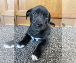 Small Labrador Retriever Mix