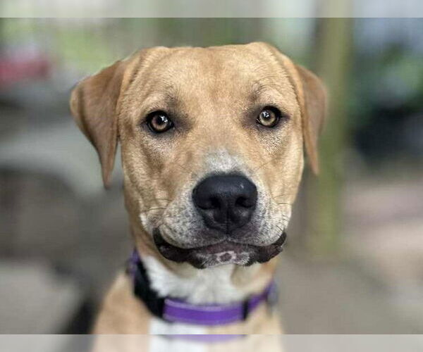 Medium Photo #8 Mastiff-Redbone Coonhound Mix Puppy For Sale in Cookeville, TN, USA