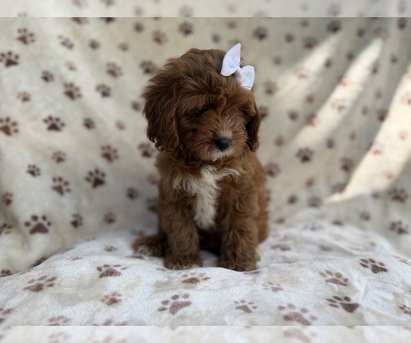 Medium Photo #8 Cavapoo (Miniature) Puppy For Sale in LAKELAND, FL, USA