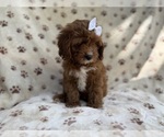 Small #7 Cavapoo (Miniature)