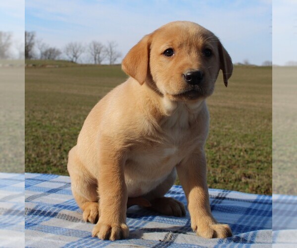 Medium Photo #3 Labrador Retriever Puppy For Sale in HAGERSTOWN, MD, USA