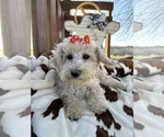 Small Photo #6 Poodle (Miniature) Puppy For Sale in LANCASTER, MO, USA