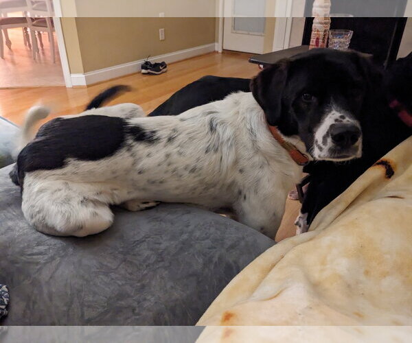 Medium Photo #2 Labrenees Puppy For Sale in Thomasville, NC, USA