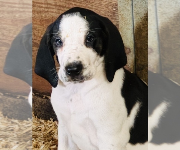 Medium Photo #6 Bluetick Coonhound Puppy For Sale in PETALUMA, CA, USA