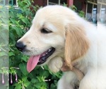 Small Photo #3 Golden Retriever Puppy For Sale in ROSANKY, TX, USA