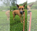 Small #20 Carolina Dog Mix