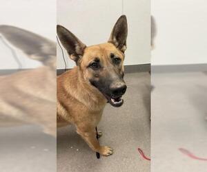 Mutt Dogs for adoption in HESPERIA, CA, USA