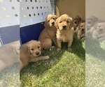 Small #2 Golden Retriever