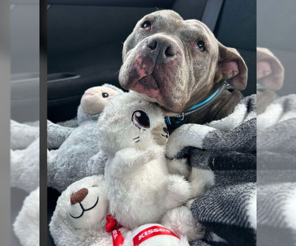 Medium Photo #12 Mutt Puppy For Sale in Sheboygan, WI, USA