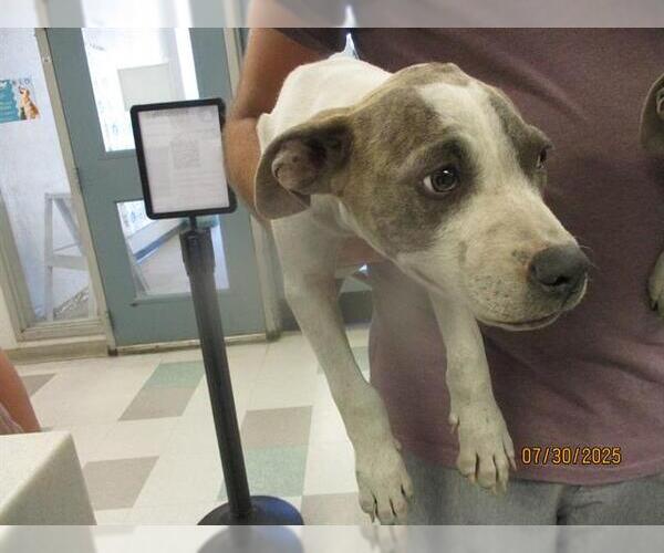 Medium Photo #1 American Pit Bull Terrier-Unknown Mix Puppy For Sale in Oklahoma City, OK, USA