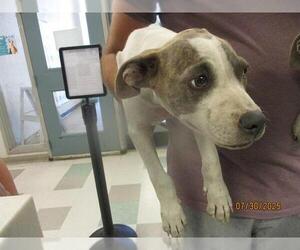 Medium American Pit Bull Terrier Mix
