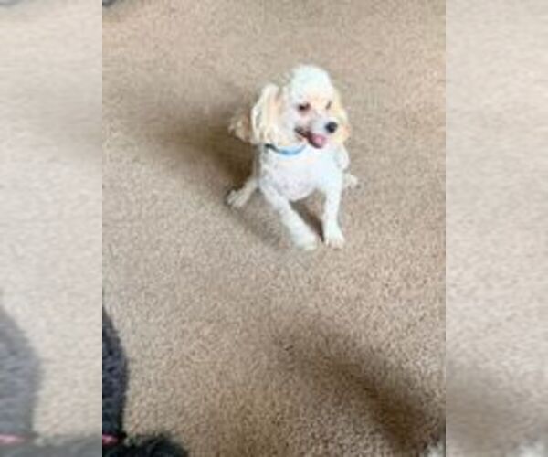 Medium Photo #1 Poodle (Miniature) Puppy For Sale in HADDAM, KS, USA