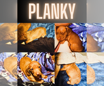 Puppy Planky Dachshund