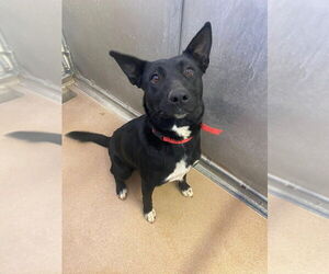 Mutt Dogs for adoption in Salt Lake City, UT, USA