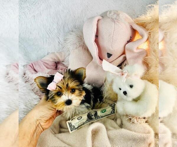 Medium Photo #12 Yorkshire Terrier Puppy For Sale in MIAMI BEACH, FL, USA
