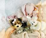Small #11 Yorkshire Terrier