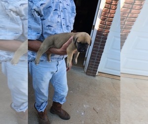 Mastiff Puppy for sale in BLOUNT SPRINGS, AL, USA