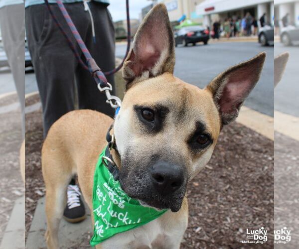 Medium Photo #5 Mutt Puppy For Sale in Washington, DC, USA