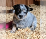 Small Photo #12 Australian Cattle Dog Puppy For Sale in CURRAN, MI, USA