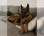 Small German Shepherd Dog
