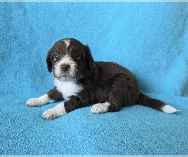 Medium Photo #10 Aussiedoodle Puppy For Sale in WILLS POINT, TX, USA