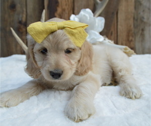Cock-A-Poo Puppy for sale in HONEY BROOK, PA, USA