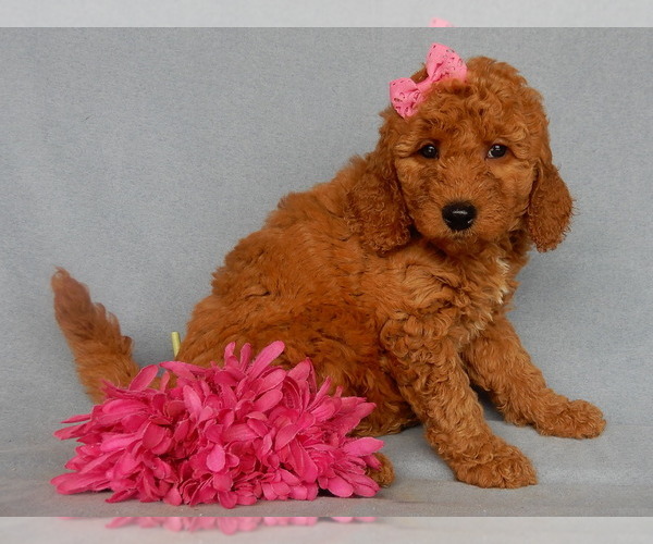 Medium Photo #13 Goldendoodle Puppy For Sale in MILLERSBURG, OH, USA