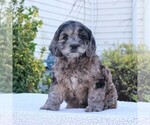 Small Photo #1 English Springer Spaniel-Poodle (Miniature) Mix Puppy For Sale in GAP, PA, USA