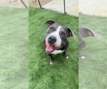 Small #10 American Staffordshire Terrier