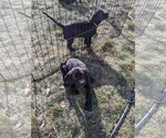 Small Photo #15 Labrador Retriever Puppy For Sale in LONGMONT, CO, USA