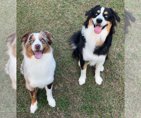 Medium Photo #1 Australian Shepherd Puppy For Sale in STATESBORO, GA, USA