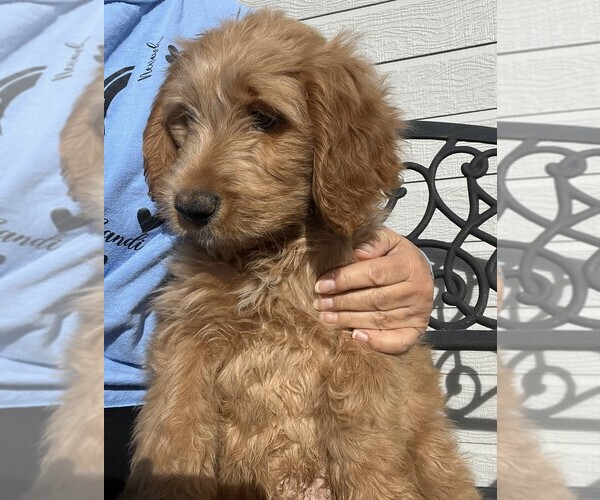 Medium Photo #1 Goldendoodle mix (+ Poodle Standard) Puppy For Sale in COLORADO SPRINGS, CO, USA