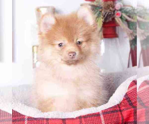 Medium Photo #2 Pomeranian Puppy For Sale in RED LION, PA, USA