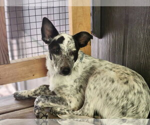 Shelby - Female Mutt Dog for Adoption - Photo #3