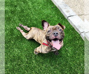 Bulldog Dogs for adoption in Perth Amboy, NJ, USA