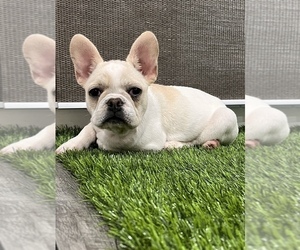 French Bulldog Puppy for sale in MANTECA, CA, USA