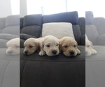 Litter of 8 - Male(s) and Female(s) Golden RetrieverLitter of Puppies for Sale - Photo #9