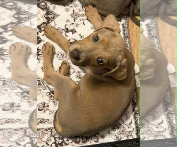 Medium Photo #1 Labrador Retriever-Unknown Mix Puppy For Sale in SHERBURNE, NY, USA