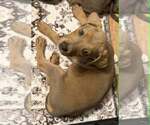 Small Labrador Retriever Mix
